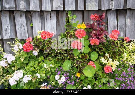 USA, Oregon, Cannon Beach. Gartenpflanzer mit coleus, Geranien, Astern Stockfoto