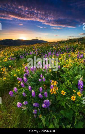 Wildblumen im Tom McCall Preserve, Columbia River Gorge National Scenic Area, Oregon, USA Stockfoto