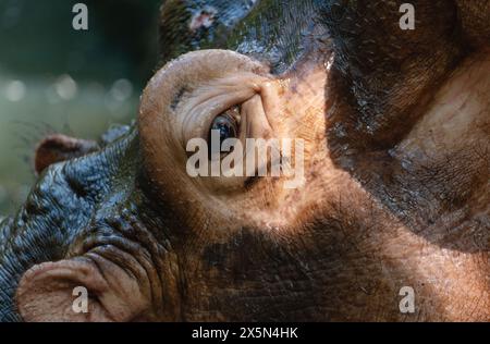 Porträt eines Nilpferdes in Nahaufnahme Stockfoto