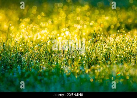 Wunderschöner Nahaufnahme Morgentau grünes Gras mit rundem Bokeh sonnigem Hintergrund Stockfoto