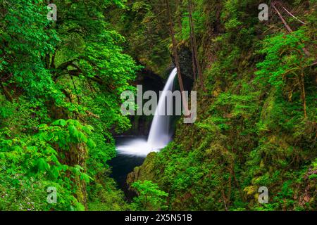 Metlako Falls in Eagle Creek, Columbia River Gorge National Scenic Area, Oregon, USA Stockfoto