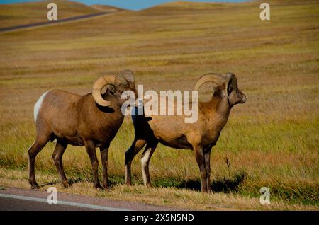 USA, South Dakota. Badlands-Nationalpark, Dickhornschafe, zwei Widder Stockfoto