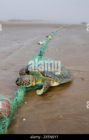 USA, Texas, Cameron County. Boca Chica Beach, Golf von Mexiko, grüne Meeresschildkröte ertrunken Stockfoto