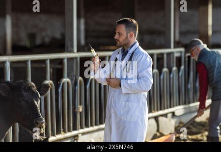 Jungtierarzt zur Vorbereitung der Spritze für Rinder- und Kälberimpfung im Kuhstall Stockfoto