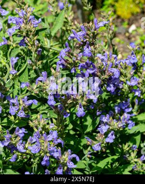 Salbei (Salvia lavandulifolia Vahl) ist ein in Spanien und Südfrankreich heimischer Unterstrauch. Botanischer Garten Kit Karlsruhe, Baden-Württemberg, Deutsch Stockfoto