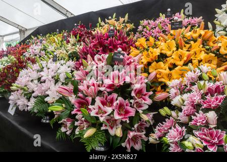 Mai 2024. Das RHS Malvern Spring Festival wurde heute an einem warmen sonnigen Tag eröffnet. Tausende von Besuchern besuchten die jährliche Blumenausstellung auf dem Three Counties Showground in Malvern, Worcestershire, England, Großbritannien. Die Veranstaltung findet über 4 Tage statt und endet am 12. Mai 2024. Im Bild: Bunte Lilien im floralen Festzelt Stockfoto