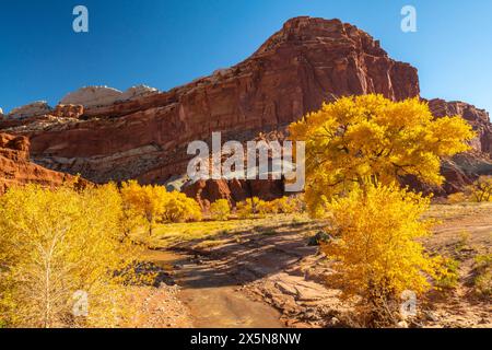 USA, Utah, Capitol Reef National Park. Die Felsformation der Burg und Bäume in Herbstgelb. Stockfoto