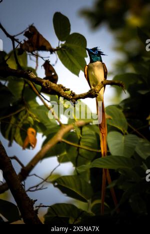 Der Indian Paradise Flycatcher (Terpsiphone Paradise) ist ein mittelgroßer Vogel aus Asien, einschließlich des indischen Subkontinents, Zentralasien, Stockfoto