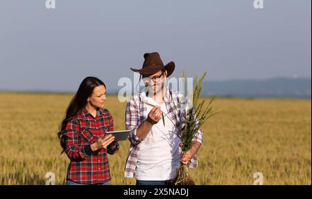 Zwei Bauern, Männer und Frauen, die Weizenwurzel und Wachstum im Frühsommer auf dem Feld überprüfen Stockfoto