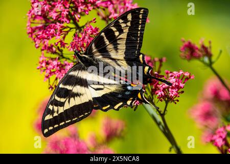 USA, Bundesstaat Washington, Sammamish. Westlicher Tigerschwalbenschwanz Schmetterling auf Blumen Stockfoto
