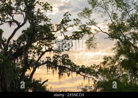 Ein malerischer Blick auf den Sonnenuntergang von spanischem Moos bedeckten Live Oak Tree Zweigen vor einem warmen Dämmerhimmel. Stockfoto