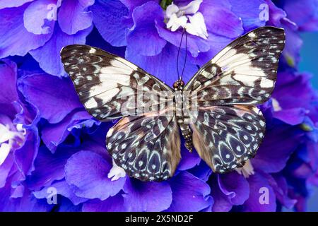 USA, Bundesstaat Washington, Sammamish. Tropischer Schmetterling auf Delfinblüten Stockfoto