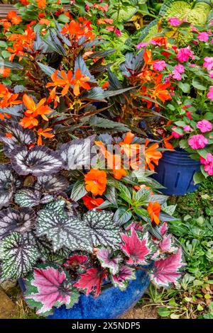 USA, Bundesstaat Washington, Sammamish. Blume in Behältern mit Begonien und Impatiens Stockfoto