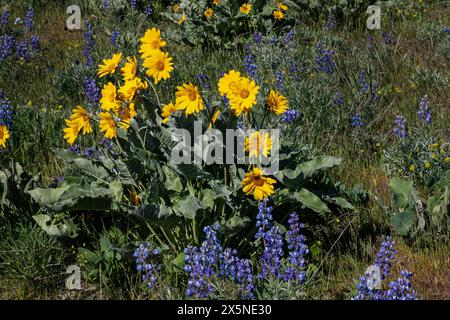 WA25233-00...WASHINGTON - Arrowleaf Balsamroot und Lupine an den Hängen der Wenatchee Hills. Stockfoto