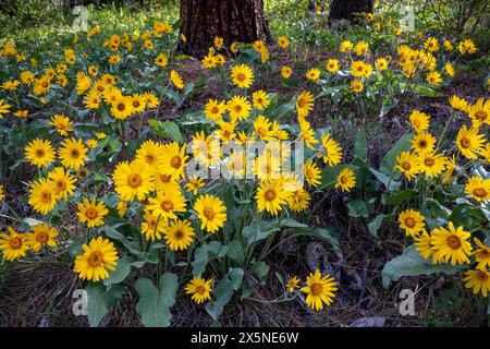 WA25241-00...WASHINGTON - Arrowleaf Balsamroots blühen unter einer Ponderosa-Kiefer entlang der Fawn Creek Road im Methow Valley. Stockfoto