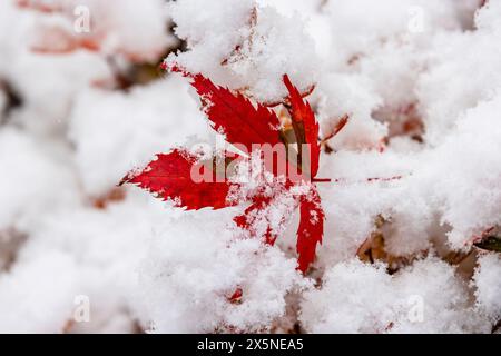 USA, Bundesstaat Washington, Sammamish. Neuschnee und einsames japanisches Ahornblatt Stockfoto