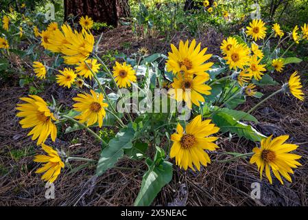 WA25242-00...WASHINGTON - Arrowleaf Balsamroots blühen unter einer Ponderosa-Kiefer entlang der Fawn Creek Road im Methow Valley. Stockfoto