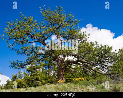 USA, Washington State, Kittitas County. Wildblumen am Fuße einer Ponderosa-Kiefer. Stockfoto