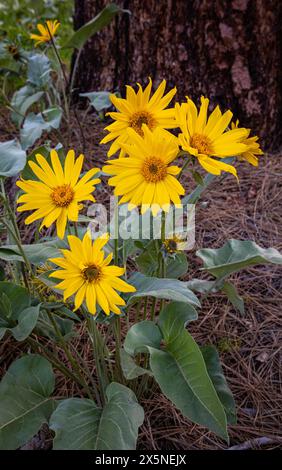 WA25245-00...WASHINGTON - Arrowleaf Balsamroots blühen unter einer Ponderosa-Kiefer entlang der Fawn Creek Road im Methow Valley. Stockfoto