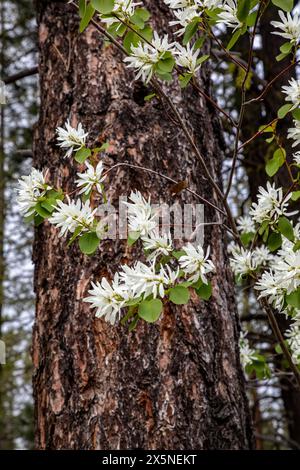 WA25250-00...WASHINGTON - westlicher Dienstbeerstrauch wächst neben einer Ponderosa-Kiefer im Methow Valley. Stockfoto