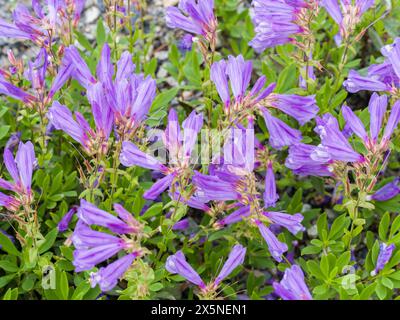 USA, Washington State, Kittitas County. Nahaufnahme einer Gruppe von purpurnen penstemon-Blüten. Stockfoto