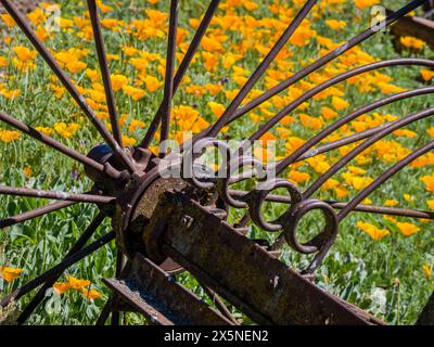 USA, Washington State, Palouse. Das Wagenrad sitzt auf einem Feld mit orangefarbenen Mohnblumen. Stockfoto