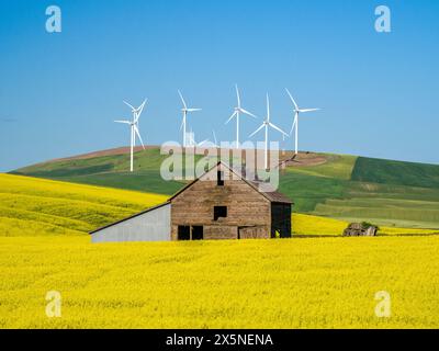 USA, Washington State, Palouse. Alte Holzscheune umgeben von Weizen- und Rapskulturen und Windmühlen auf dem Hügel. Stockfoto