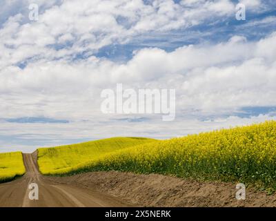 USA, Washington State, Palouse. Ländliche Schotterstraße, die im Sommer durch gelb blühende Rola führt. Stockfoto