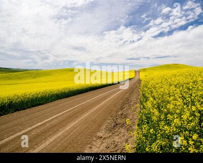 USA, Washington State, Palouse. Ländliche Schotterstraße, die im Sommer durch gelb blühende Rola führt. Stockfoto