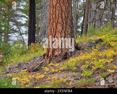 USA, Washington State, Kittitas County. Stamm einer Ponderosa-Kiefer im Herbst. Stockfoto