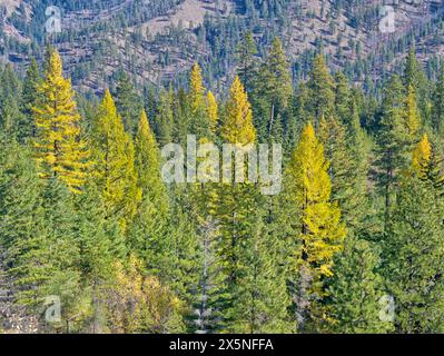 USA, Washington State, Kittitas County. Immergrüne und Lärchen im Frühherbst. Stockfoto