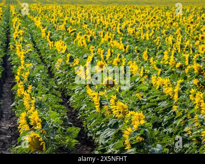 USA, Washington State, Kittitas County. Sehr großes Sonnenblumenfeld im Kittitas County. Stockfoto