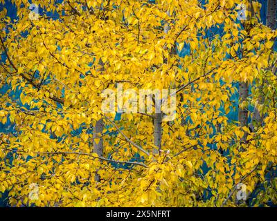 USA, Washington State, Kittitas County. Hellgelbe Blätter eines Espenbaums im Herbst. Stockfoto
