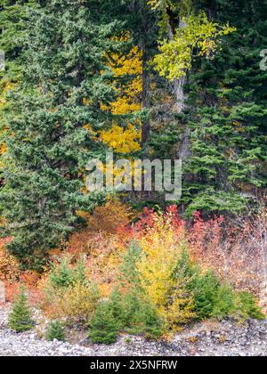 USA, Washington State, Kittitas County. Herbstfarben im Okanogan-Wenatchee National Forest. Stockfoto