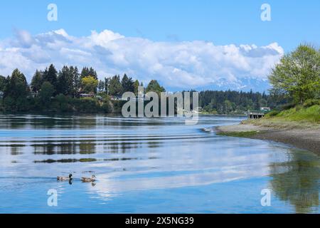 Bremerton, Bundesstaat Washington, USA. Naturszene am Wasser mit Stockenten und den Olympischen Bergen. Stockfoto