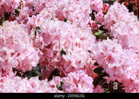 Bremerton, Bundesstaat Washington, USA. Große Blüten, rosa Rhododendronblüten Stockfoto