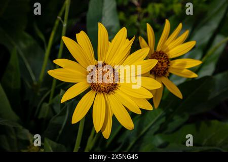 WA25278-00...WASHINGTON - Arrowleaf Balsamroot blüht in Leavenworth. Stockfoto