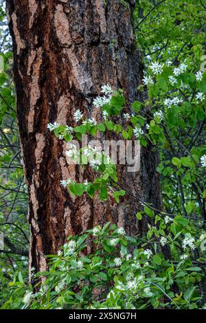 WA25293-00...WASHINGTON - Ein westlicher Serviceberry-Busch und eine große Ponderosa-Kiefer im Wald bei Leavenworth. Stockfoto