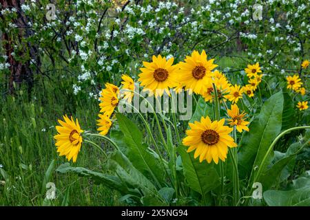 WA25295-00...WASHINGTON - Arrowleaf Balsamroot und Western Serviceberry blühen im Wald bei Leavenworth. Stockfoto