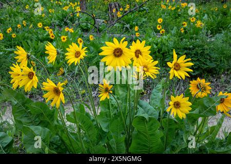 WA25311-00...WASHINGTON - Arrowleaf Balsamroot und Sweetpea blühen in einem Wald von Ponderosa in der Nähe von Leavenworth. Stockfoto