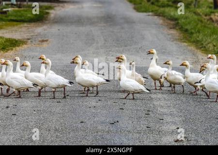 Schneegänse auf der anderen Straßenseite, Skagit Valley, Washington State. Stockfoto