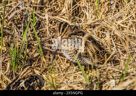 Wilsons Schnipsel versteckt sich im Gras, Juanita Bay Park, Kirkland, Washington State. Stockfoto