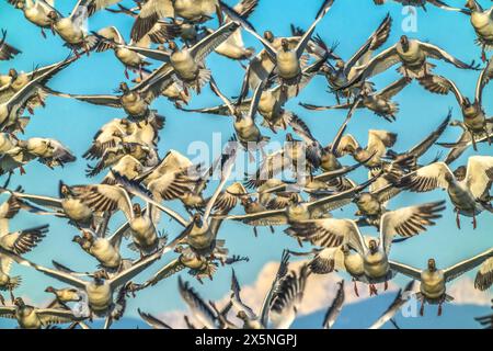 Eine Schar Schneegänse, die fliegen, Skagit Valley, Washington State. Stockfoto