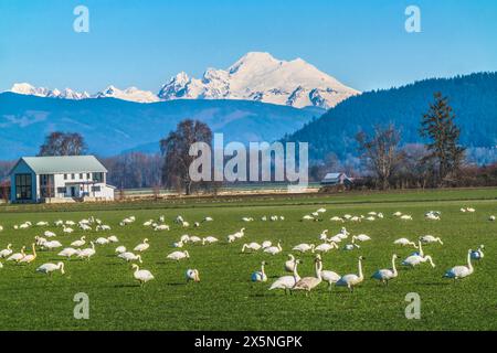 Trompeterschwäne, Mount Baker, Skagit Valley, Washington State. Stockfoto