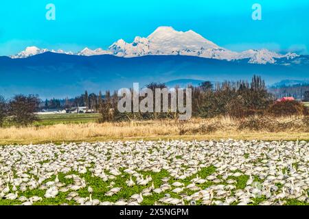 Eine Schar Schneegänse, Skagit Valley, Washington State. Stockfoto