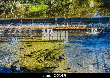 Chinook Lachs, Issaquah State Salmon Hatchery, Washington State. Stockfoto