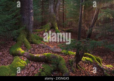 USA, West Virginia, Blackwater Falls State Park. Moosbewachsener Wald. Stockfoto