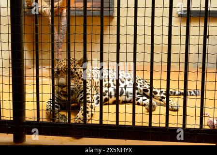 Jaguar Panthera onca in der Nähe bedrohter Katzenarten in Gefangenschaft in seinem Käfig hinter Gittern im Zoo von Sofia, Sofia Bulgarien, Osteuropa, Balkan, EU Stockfoto