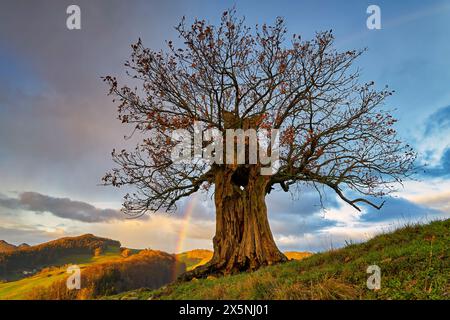 Schweiz, Baselland, Baselbiet, Oberbaselbiet, Eiche, Solothurn Stockfoto