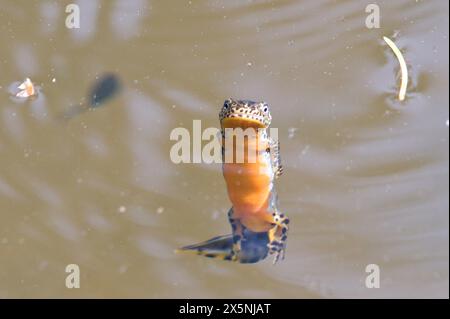 Lissotriton montandoni alias Triturus montandoni alias Karpaten Newt. Eine einheimische Amphibie schwimmt im Teich. Die Natur der Tschechischen republik. Stockfoto